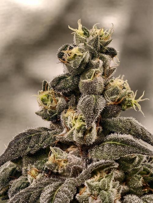 F002 Dutch Passion test strain. Week 11