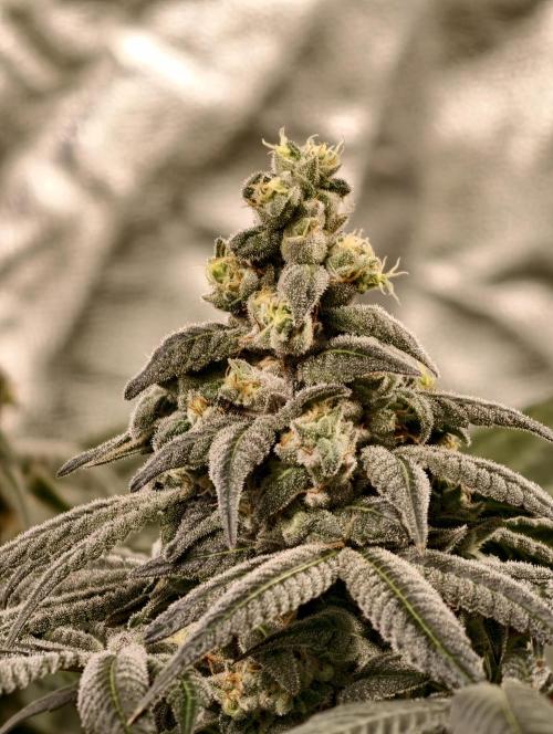 F002 Dutch Passion test strain. Week 11