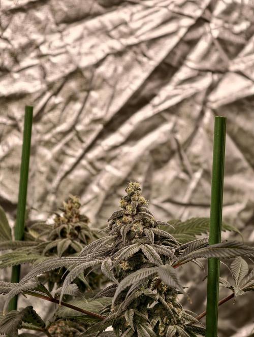 F002 Dutch Passion test strain. Week 11