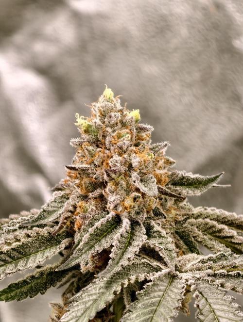 F008 Dutch Passion test strain. Week 11