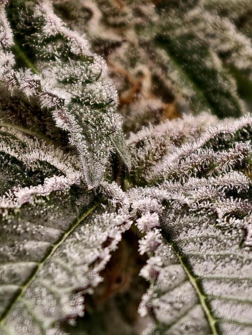 F008 Dutch Passion test strain. Week 11