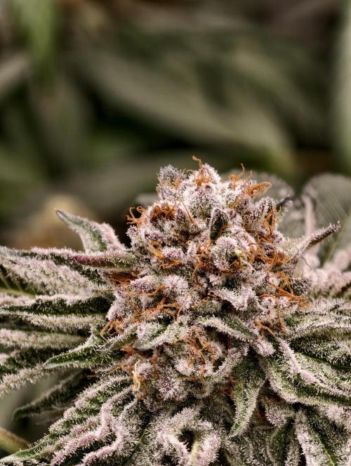 F008 Dutch Passion test strain. Week 11