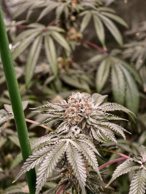 F008 Dutch Passion test strain. Week 11