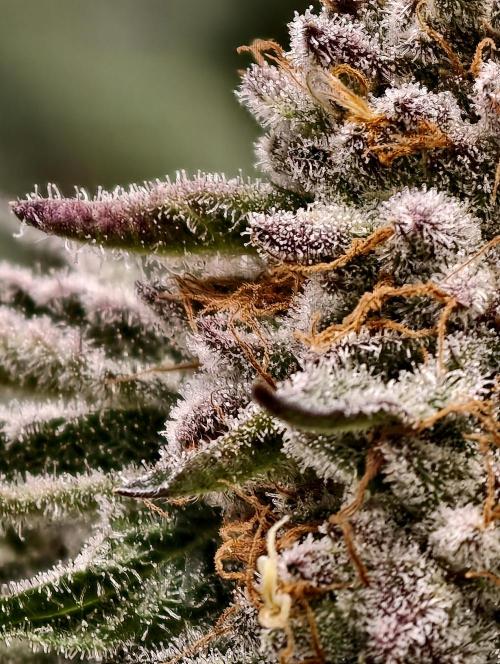 F008 Dutch Passion test strain. Week 11