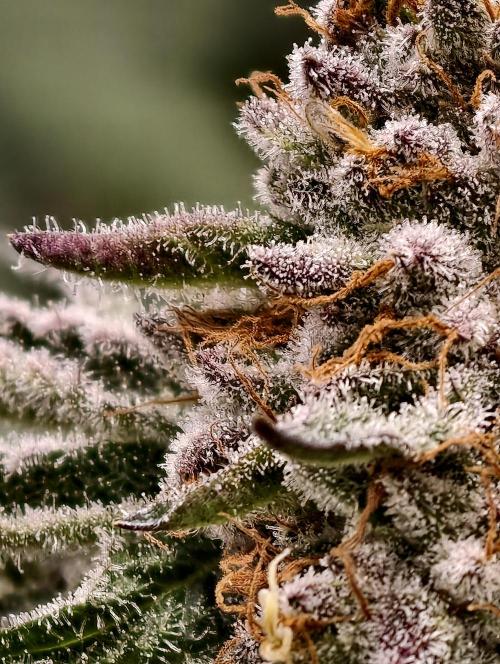 F008 Dutch Passion test strain. Week 11