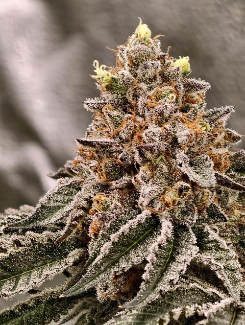 F008 Dutch Passion test strain. Week 11