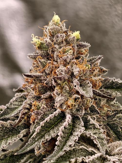 F008 Dutch Passion test strain. Week 11