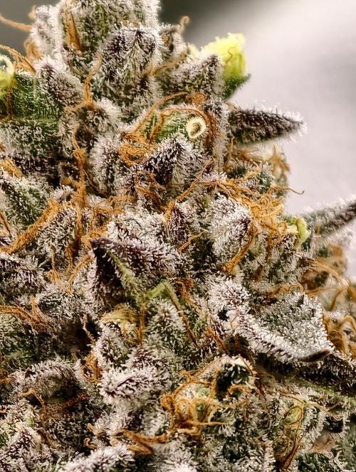 F008 Dutch Passion test strain. Week 11