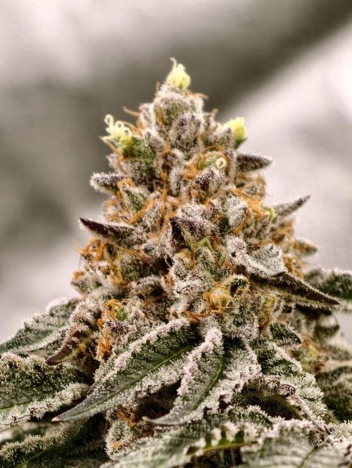 F008 Dutch Passion test strain. Week 11
