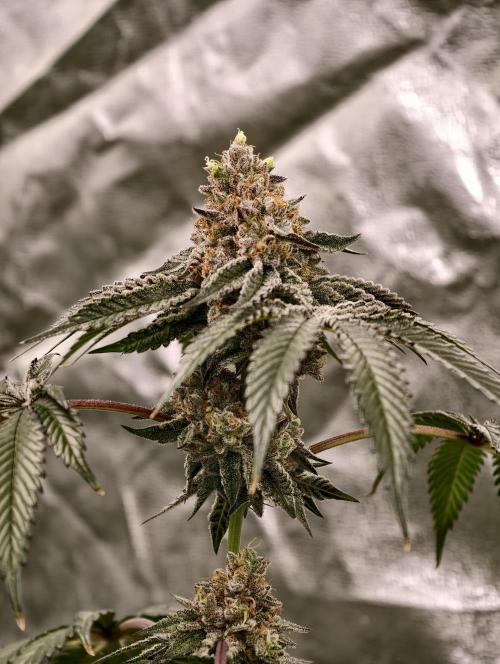 F008 Dutch Passion test strain. Week 11