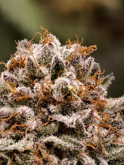 F008 Dutch Passion test strain. Week 11