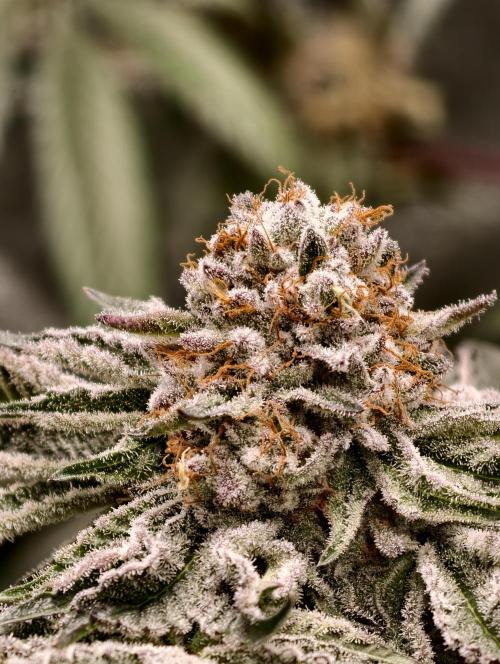 F008 Dutch Passion test strain. Week 11