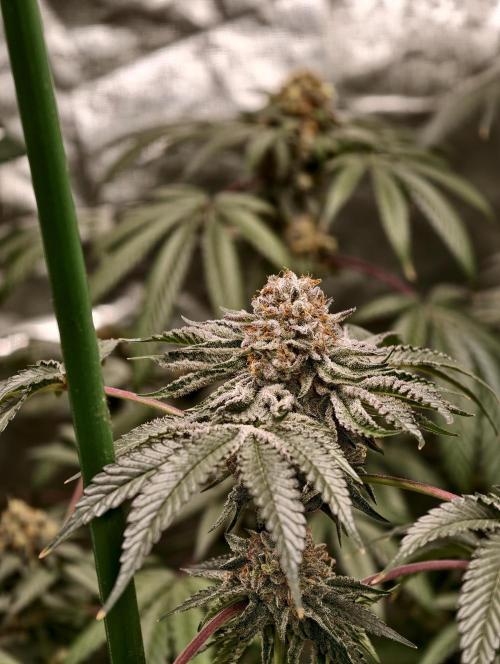 F008 Dutch Passion test strain. Week 11