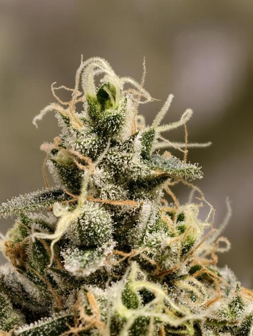 F025 Dutch Passion test strain. Week 10