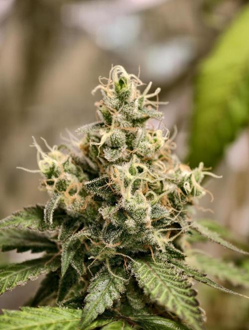 F025 Dutch Passion test strain. Week 10