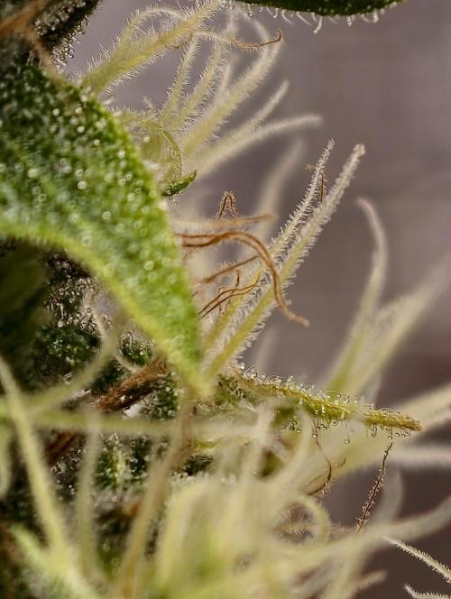 F025 Dutch Passion test strain. Week 10