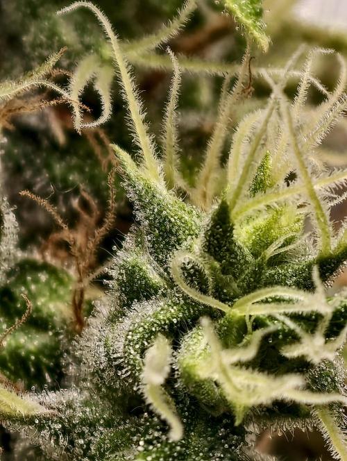 F025 Dutch Passion test strain. Week 10