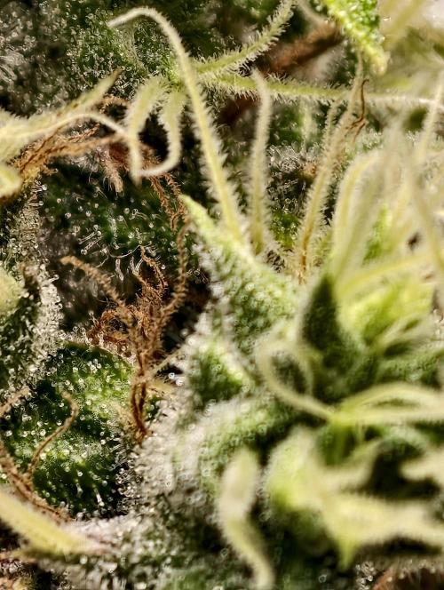 F025 Dutch Passion test strain. Week 10