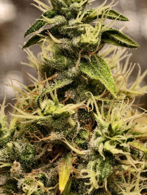 F025 Dutch Passion test strain. Week 10
