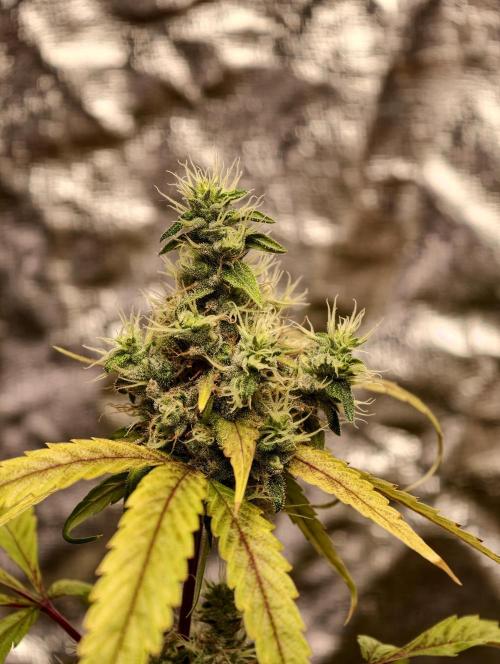 F025 Dutch Passion test strain. Week 10