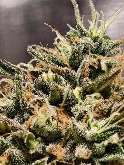 F026 Dutch Passion test strain. Week 10