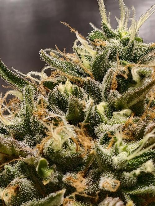 F026 Dutch Passion test strain. Week 10