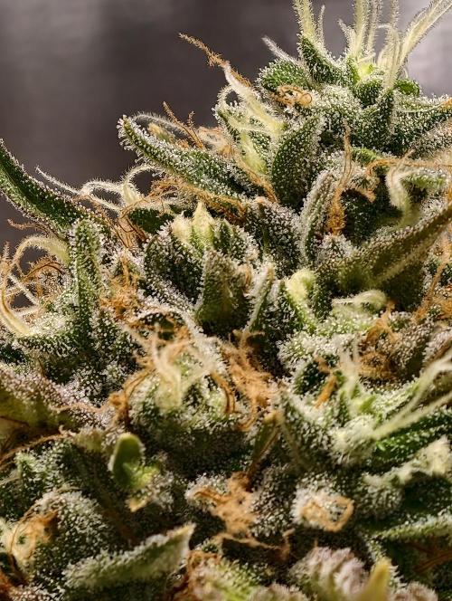 F026 Dutch Passion test strain. Week 10