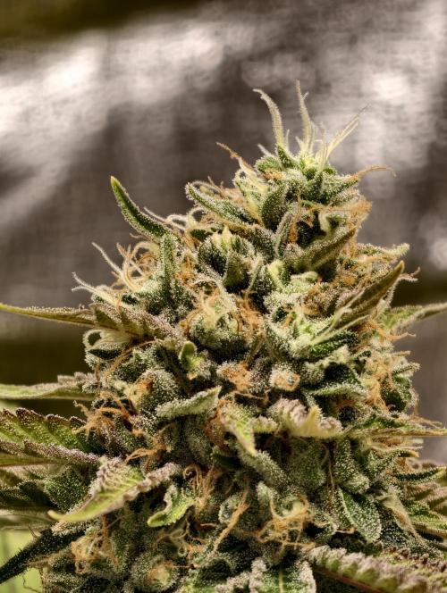 F026 Dutch Passion test strain. Week 10