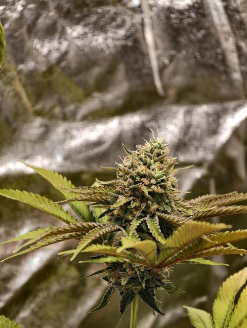 F026 Dutch Passion test strain. Week 10