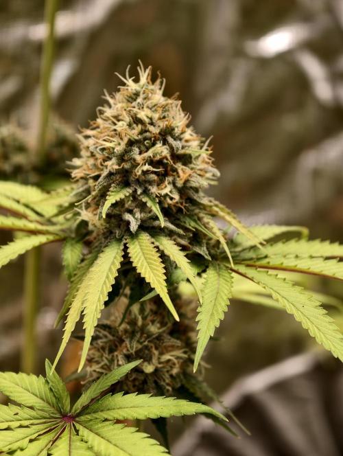 F026 Dutch Passion test strain. Week 10