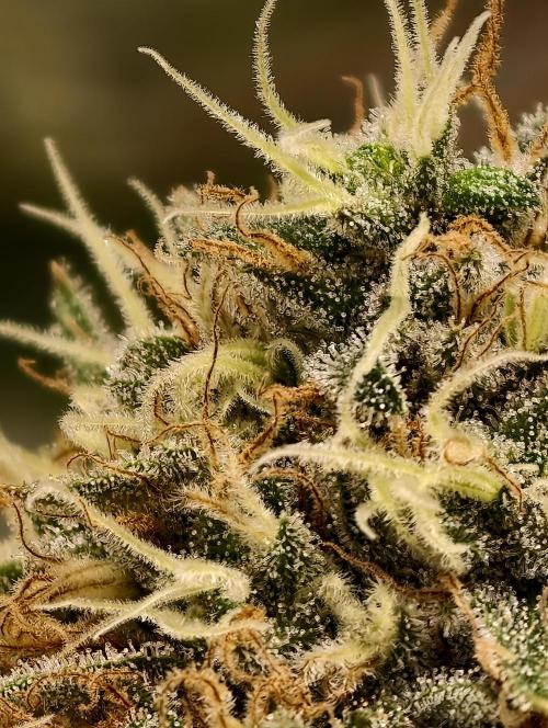F026 Dutch Passion test strain. Week 10