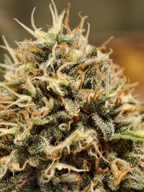 F026 Dutch Passion test strain. Week 10