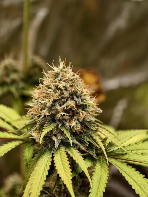 F026 Dutch Passion test strain. Week 10
