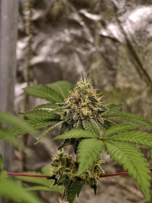 F027 Dutch Passion test strain. Week 10