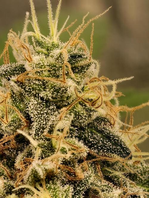 F027 Dutch Passion test strain. Week 10