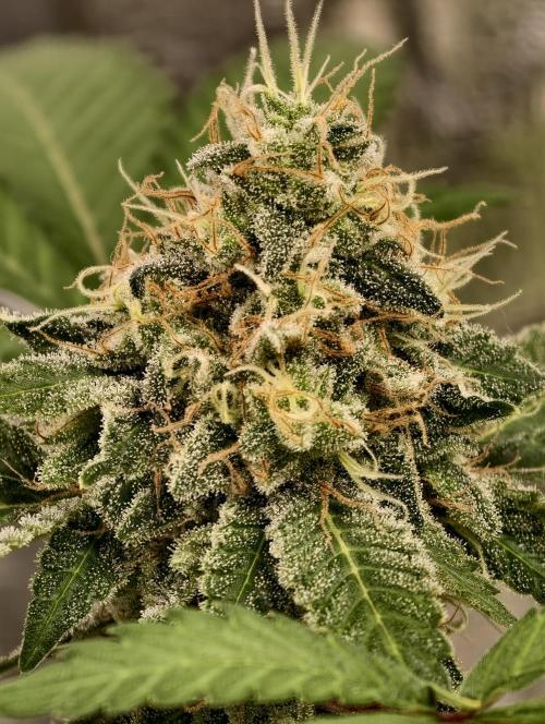 F027 Dutch Passion test strain. Week 10