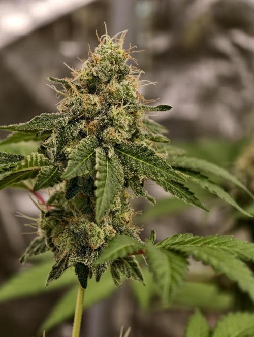 F027 Dutch Passion test strain. Week 10