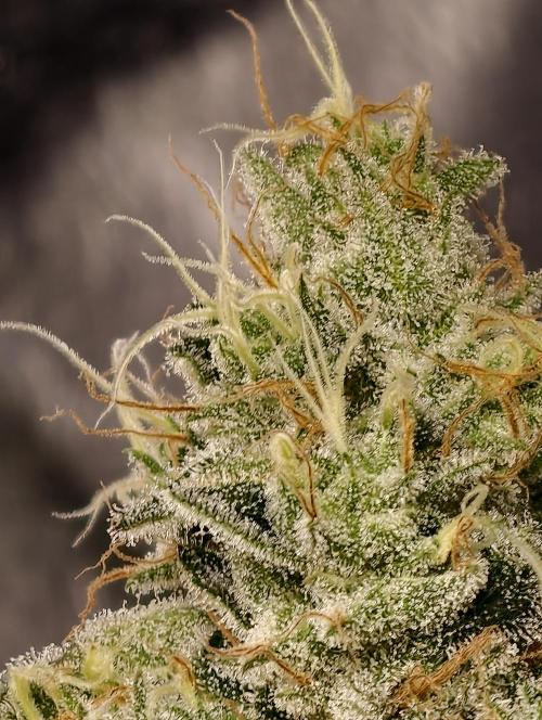 F028 Dutch Passion test strain. Week 10