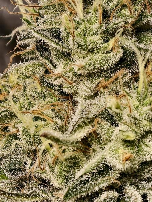 F028 Dutch Passion test strain. Week 10