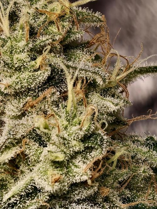 F028 Dutch Passion test strain. Week 10