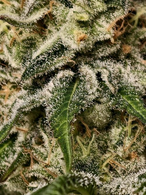 F028 Dutch Passion test strain. Week 10