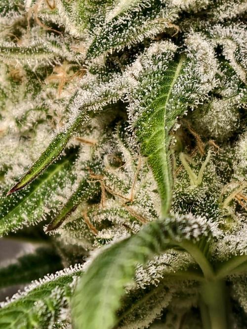 F028 Dutch Passion test strain. Week 10