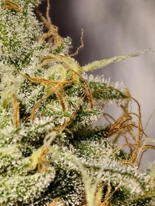 F028 Dutch Passion test strain. Week 10