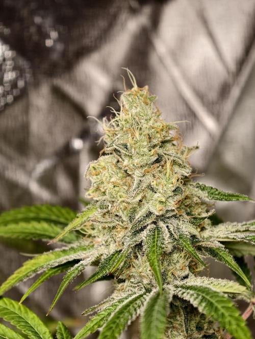 F028 Dutch Passion test strain. Week 10