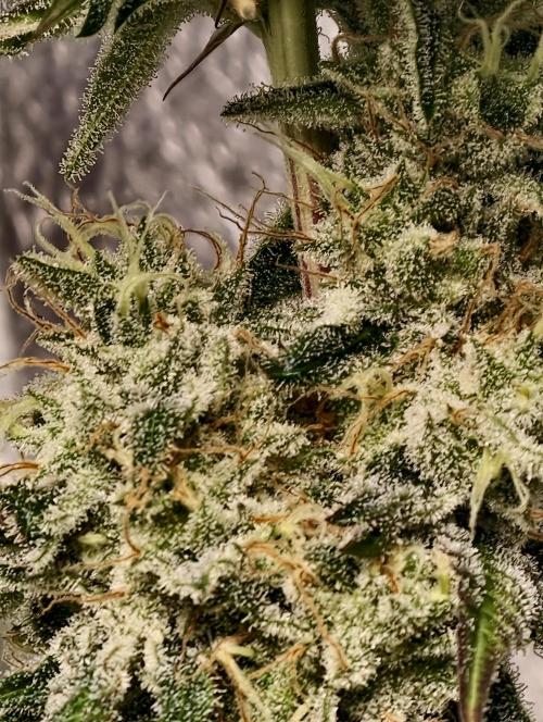F028 Dutch Passion test strain. Week 10
