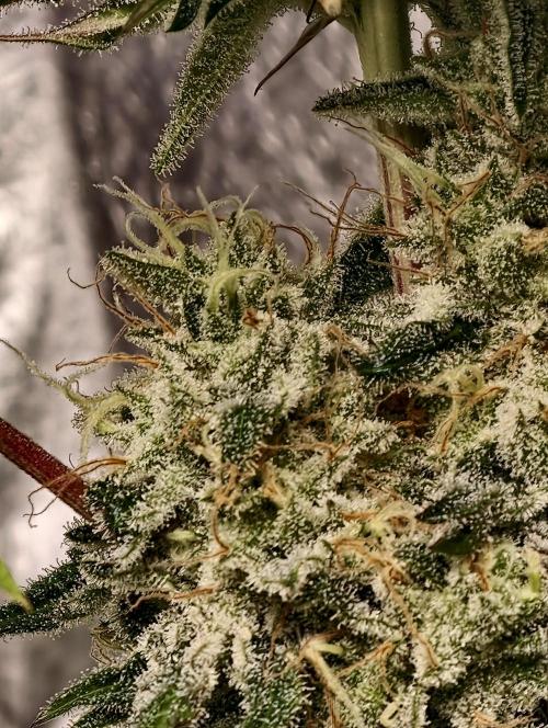 F028 Dutch Passion test strain. Week 10