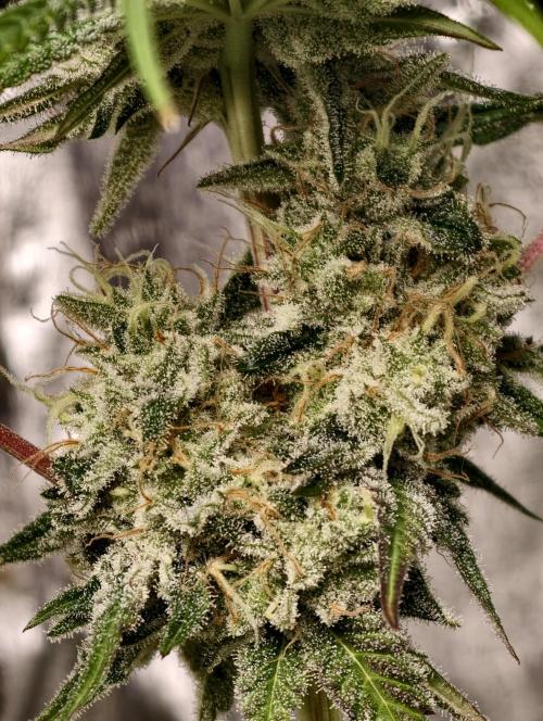 F028 Dutch Passion test strain. Week 10