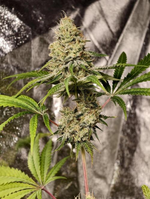 F028 Dutch Passion test strain. Week 10