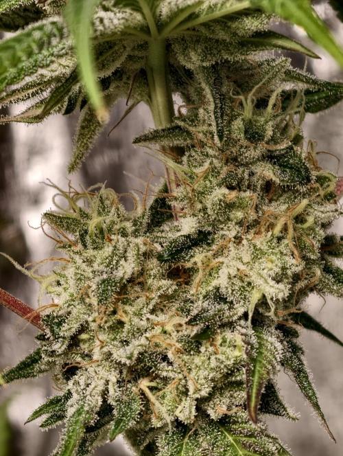 F028 Dutch Passion test strain. Week 10