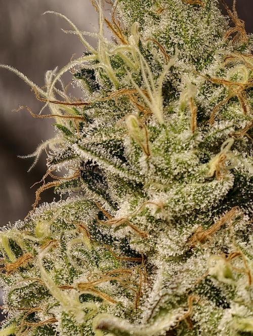 F028 Dutch Passion test strain. Week 10